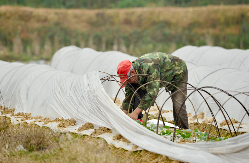 南曉鎮團東村一位村民正在對新種的黑皮冬瓜苗進行病虫害檢查。