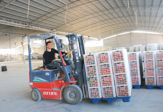 轄區企業金佳林公司工作人員將各地收購來的沃柑運送到水果分選線上清洗。