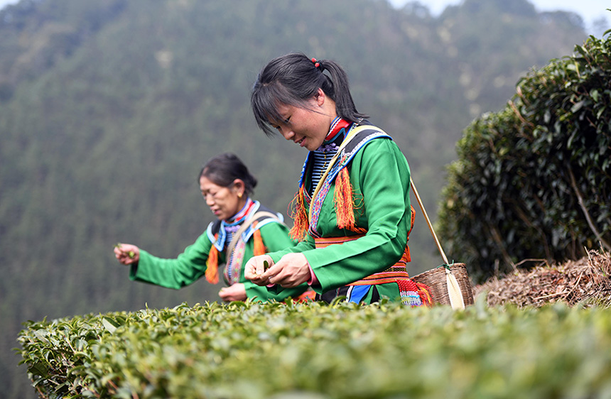 3月2日，在廣西龍勝各族自治縣江底鄉江底村長田組，茶農在採摘茶葉。