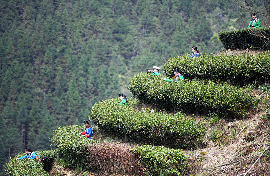 3月2日，在廣西龍勝各族自治縣江底鄉江底村長田組，茶農在採摘茶葉。