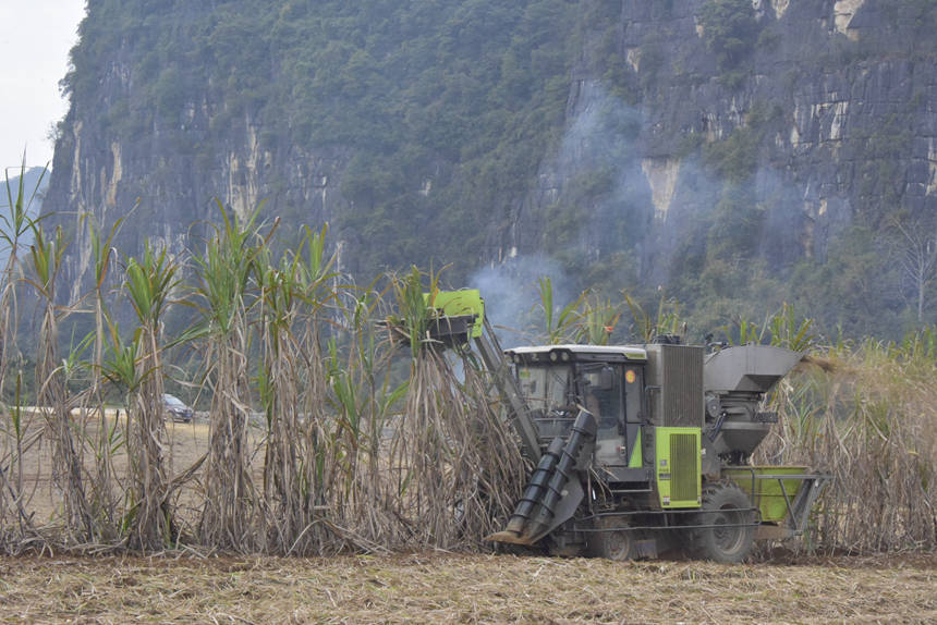图为甘蔗收割机正在砍收甘蔗