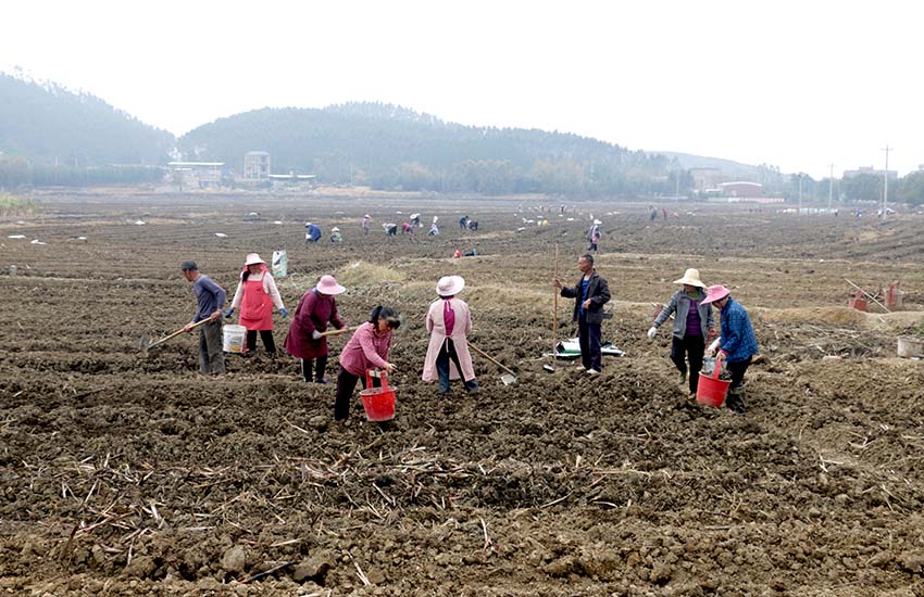 公安鎮大田村種植專業合作社員工在種植香芋。廖超文攝