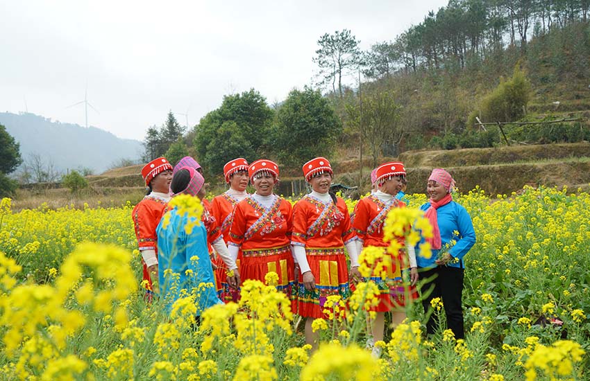 當地村民在油菜花裡唱起了山歌。廖倩楠攝