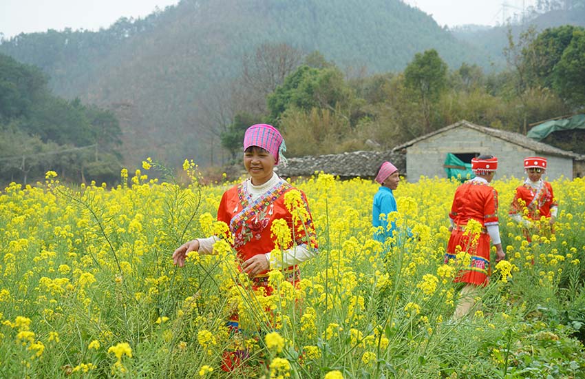 當地村民在油菜花裡欣賞美景。廖倩楠攝