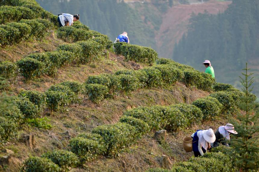圖為苗鄉婦女正在採茶。滾億忠攝