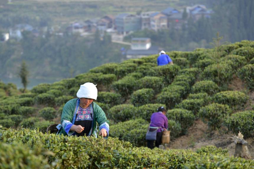 圖為苗鄉婦女正在採茶。滾億忠攝