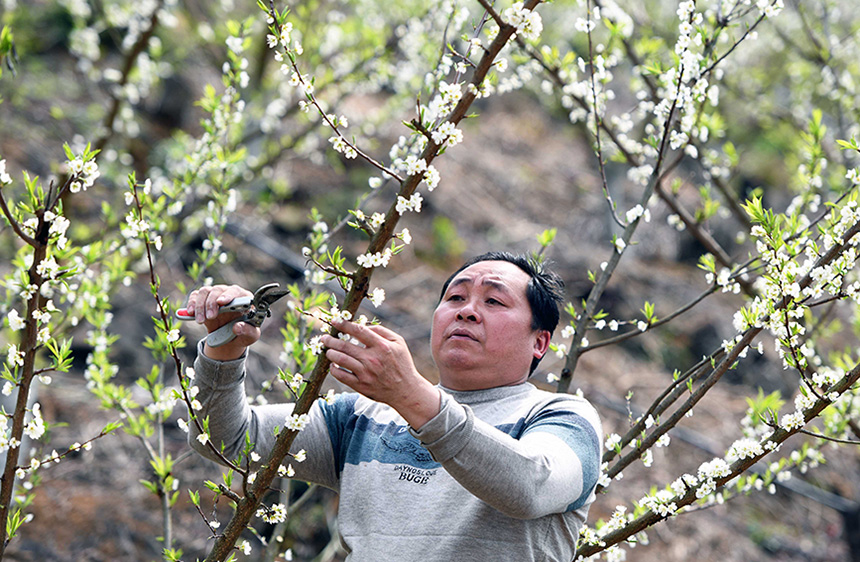 3月17日 ，在廣西龍勝各族自治縣瓢裡鎮上塘村，農民在李花盛開的地裡勞作。