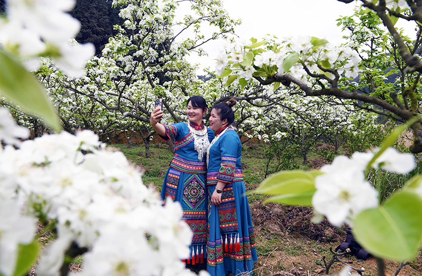 3月17日 ，在廣西龍勝各族自治縣瓢裡鎮孟化村，當地婦女在梨地裡賞花拍照。