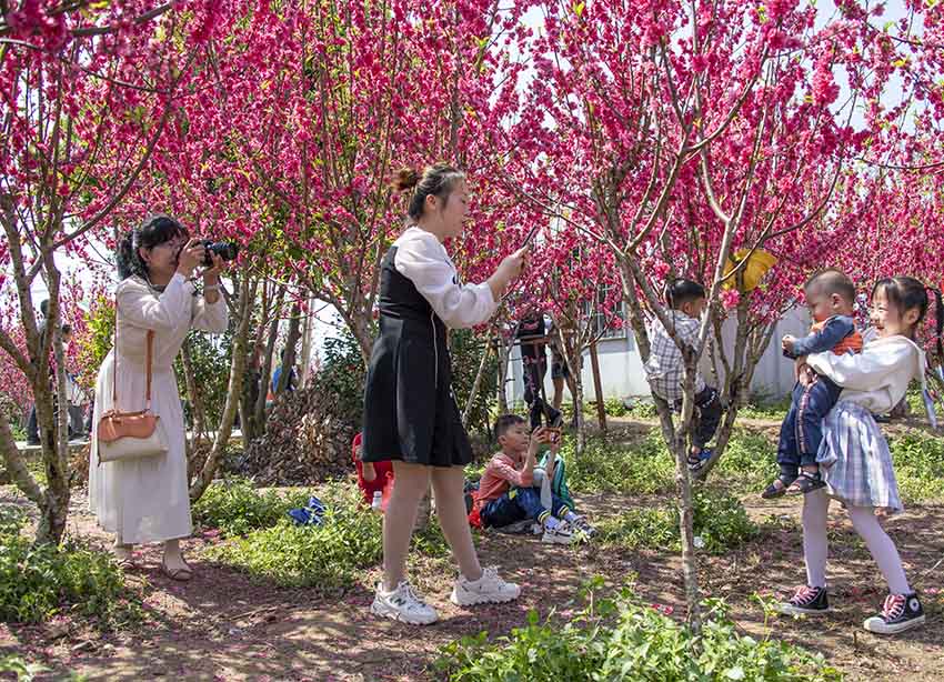 游客在園中賞桃花、拍照。何華文攝
