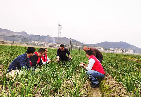 科技特派員唐小付（左三）團隊到馬山縣周鹿鎮壇沙村指導韭菜花種植。  張燕蘭攝