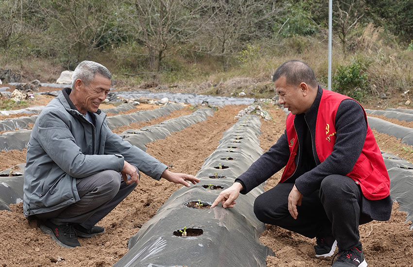 駐村工作隊員走進田間地頭指導農民發展葛根種植