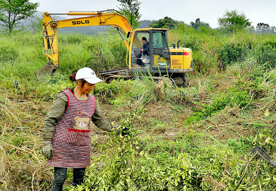 灌阳县水车镇大营村民在砍伐病弱果树。