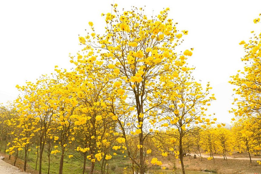 連日來，獅山公園種植的黃花風鈴木開啟盛開模式。覃偉釗攝