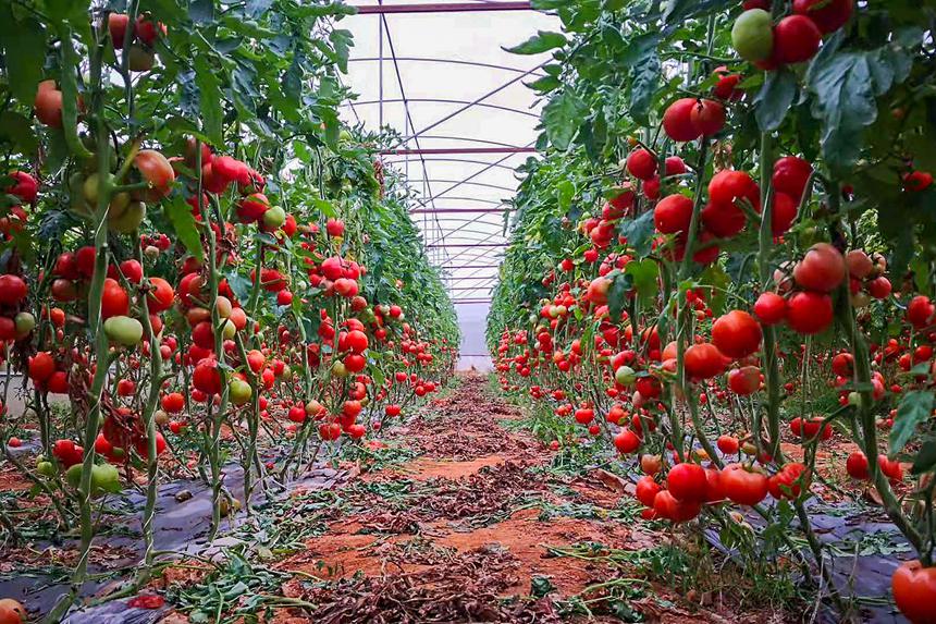 大力發展設施農業，國翠種植的精品小番茄又脆又甜。興寧區融媒體中心供圖