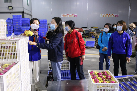 在广西乡村振兴巾帼示范基地――广西金福农业公司火龙果基地实地调研。