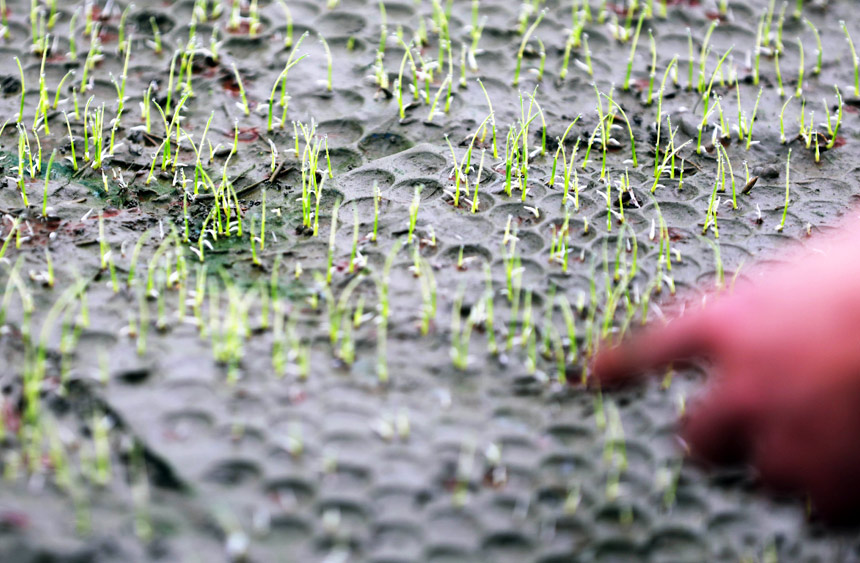 3月24日，在廣西柳州市融安縣浮石鎮水稻育苗基地水稻新苗。
