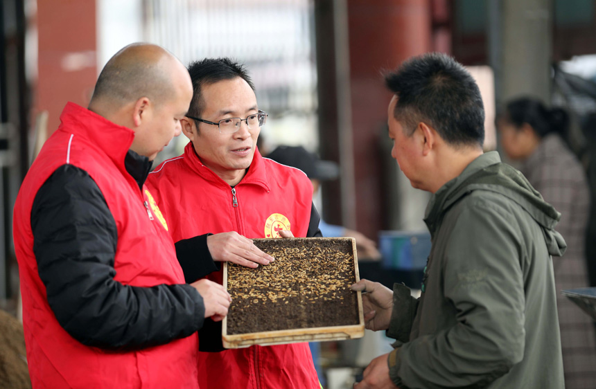 3月24日，在广西柳州市融安县浮石镇水稻育苗基地，技术人员正在指导村民科学育苗。
