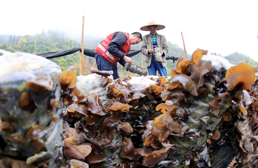 3月30日，在廣西柳州市融安縣板欖鎮東嶺村，第一書記吳文濤（左）和村民一起在田間採收木耳。