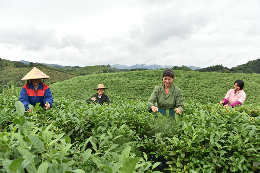 图为采茶工在广西宁明顶尖茶业有限公司茶园里采茶