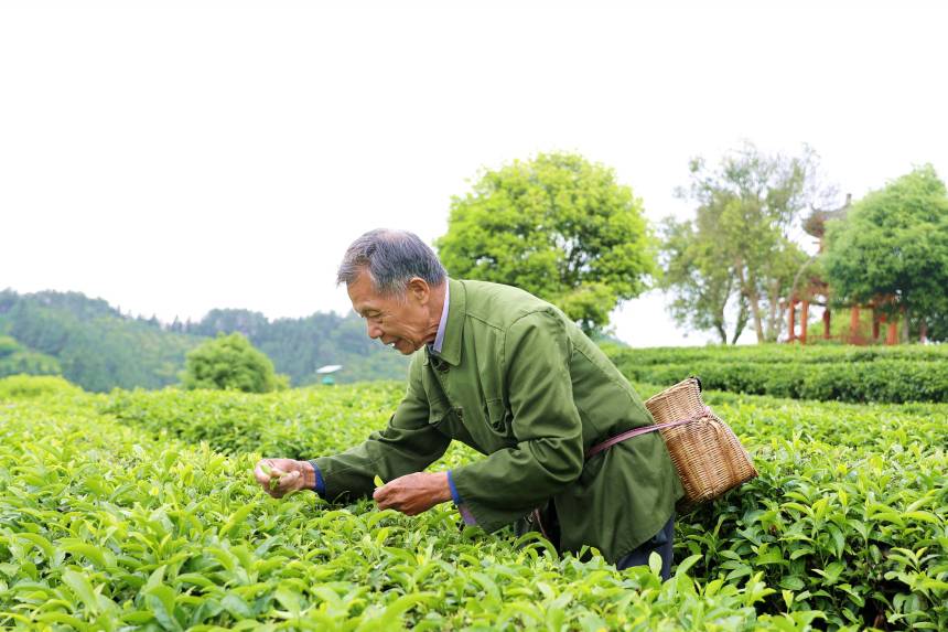 在三江侗族自治縣古宜鎮光輝村馬灣茶場一名茶農正在採摘茶葉。三江侗族自治縣融媒體中心供圖
