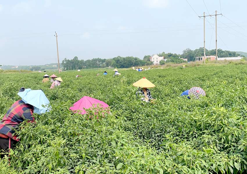 村民正在基地採摘辣椒。