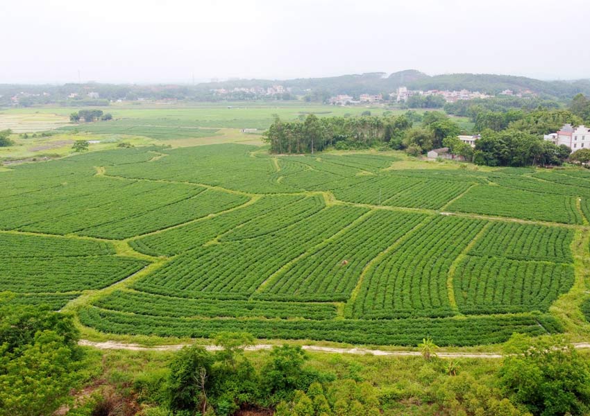 博白那薄村下低坡屯辣椒基地。