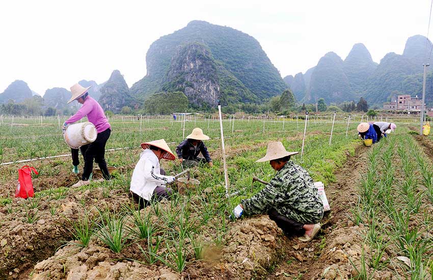 钟山县公安镇廖屋村妇女在村里的韭菜花种植基地除草。廖超文摄
