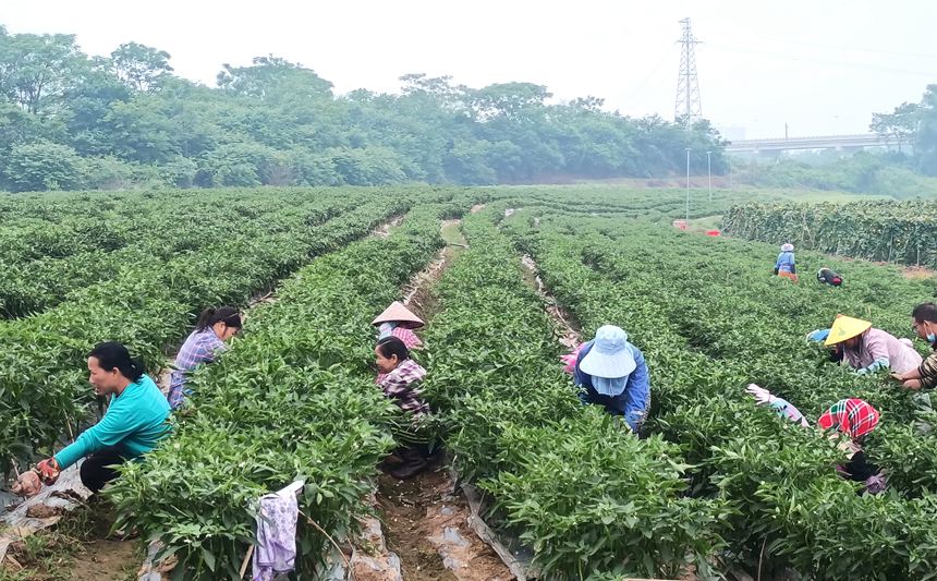 4月21日，寧明縣明江鎮安馬村菜農正在菜地裡採摘豐收的成熟菜椒