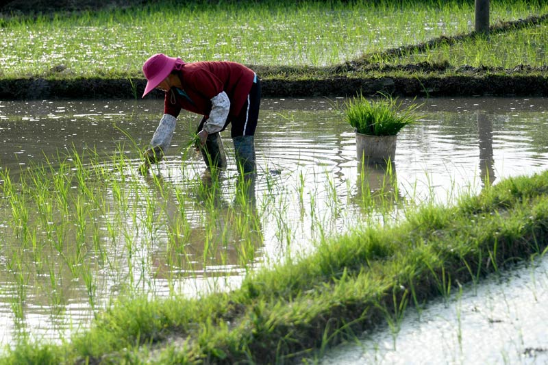 農民在田間插秧。