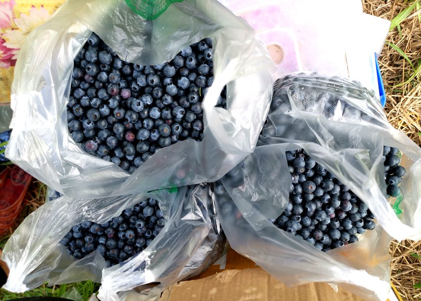 4月30日，宁明县海渊镇那明村蓝莓果园里游客采摘下来的成熟蓝莓