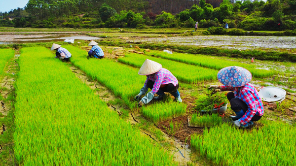 光坡鎮欄沖村農民將地裡育好的海紅米秧苗進行分揀。