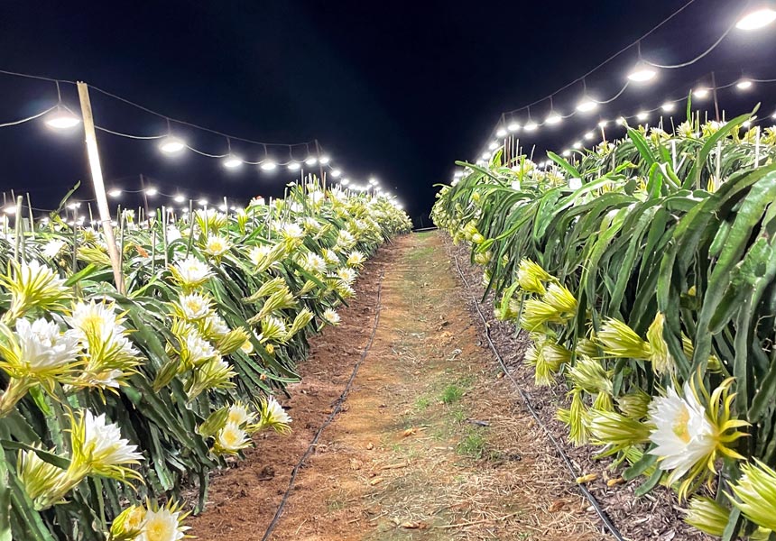 火龍果種植示范園用上燈光補給系統。