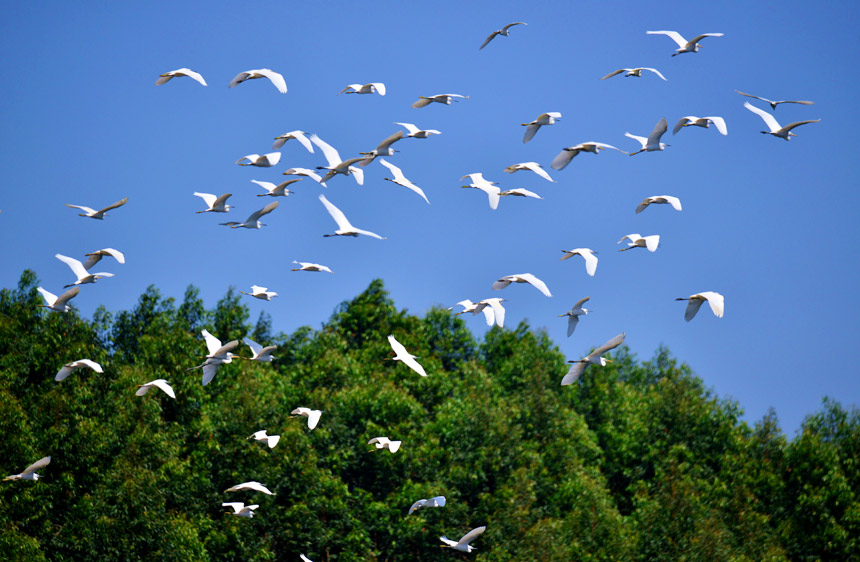 廣西南寧市良慶區的那陳鎮和平村那壇坡吸引了成群的白鷺來到這裡棲息覓食。