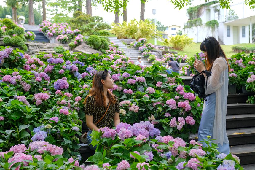 游客正在園內賞花拍照。王詩琴攝