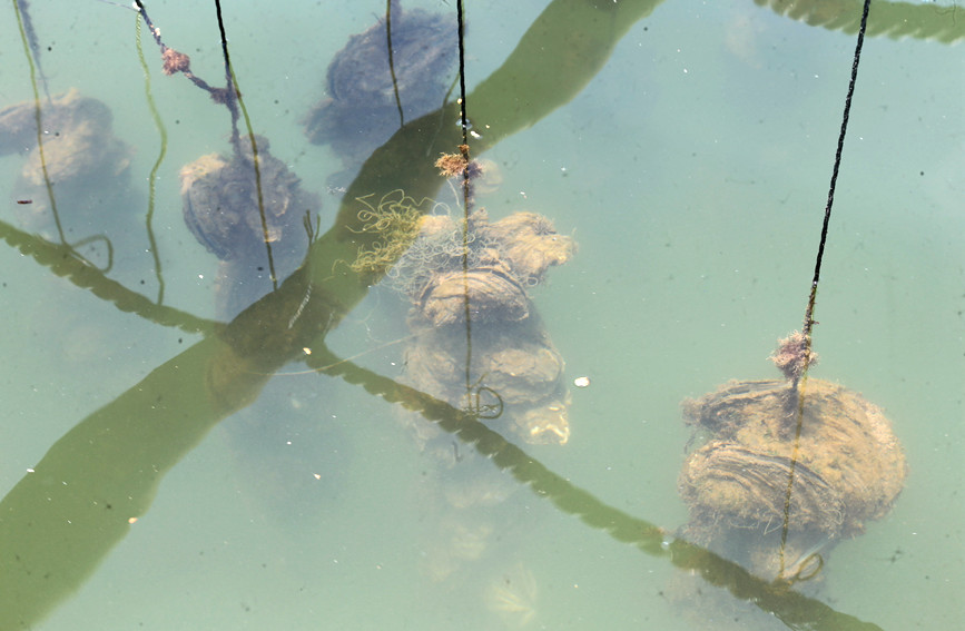 茅尾海大蚝養殖示范區拍攝的吊養大蚝。曾開宏攝