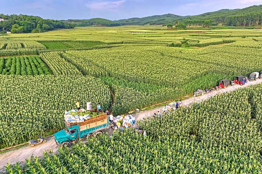 村民们正在将采收的甜玉米装车。横州市融媒体中心供图