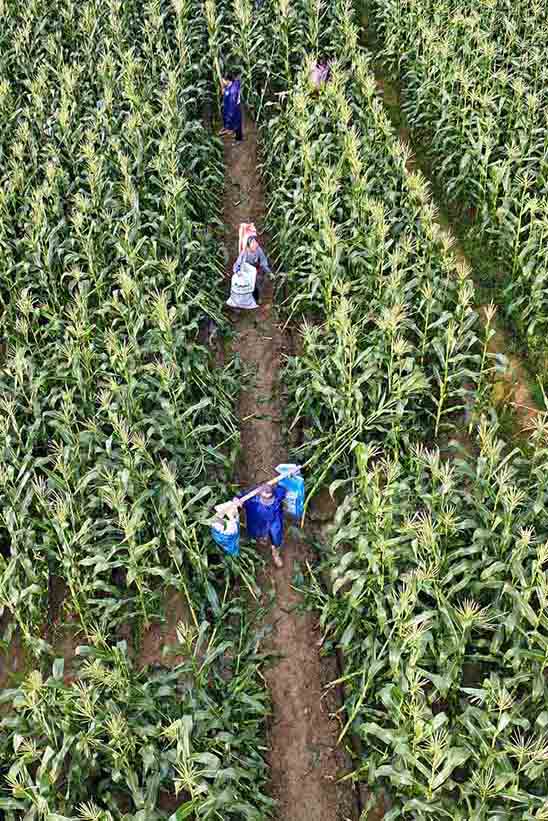 几名村民挑着刚采收的甜玉米走过田埂。横州市融媒体中心供图