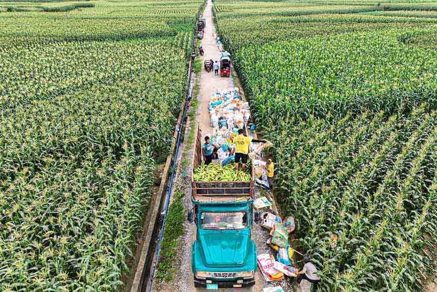 村民们正在将采收的甜玉米装车。横州市融媒体中心供图