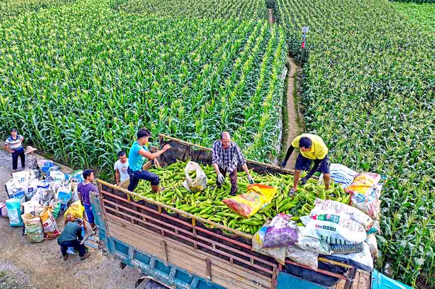 村民們正在將採收的甜玉米裝車。橫州市融媒體中心供圖