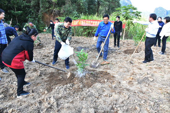 党员干部帮助群众种植坚果。大新县委宣传部供图