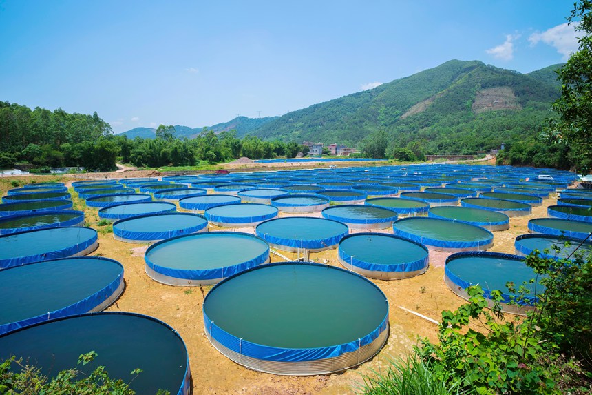 桂平市陆基圆池循环水养殖示范基地。杨一帆摄