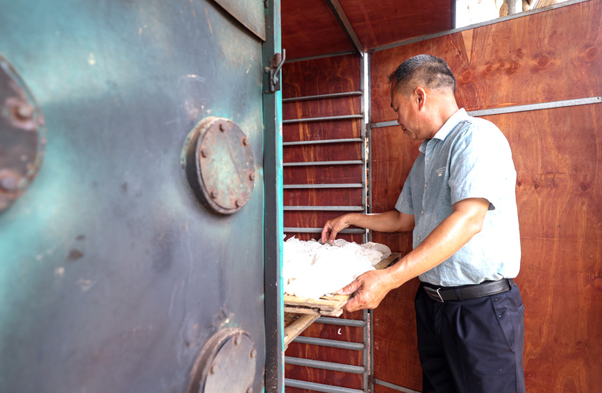 工人将刚采摘下来的竹荪菇放入烘干机烘干。