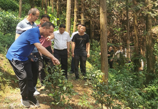专家组实地调研草珊瑚种植基地。灌阳县人社局供图