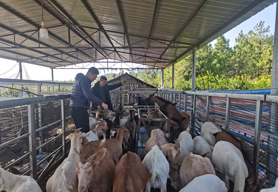 田偉村發展山羊養殖產業，駐村第一書記帶頭話振興。