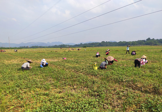 竹溪田村駐村工作隊幫助村民清理田間雜草。