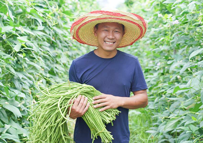 豆角种植基地的负责人盛泽林.冯艳芳摄