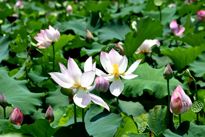 6月25日，宁明县海渊镇蔗园村千亩荷塘里的荷花正在娇艳盛开
