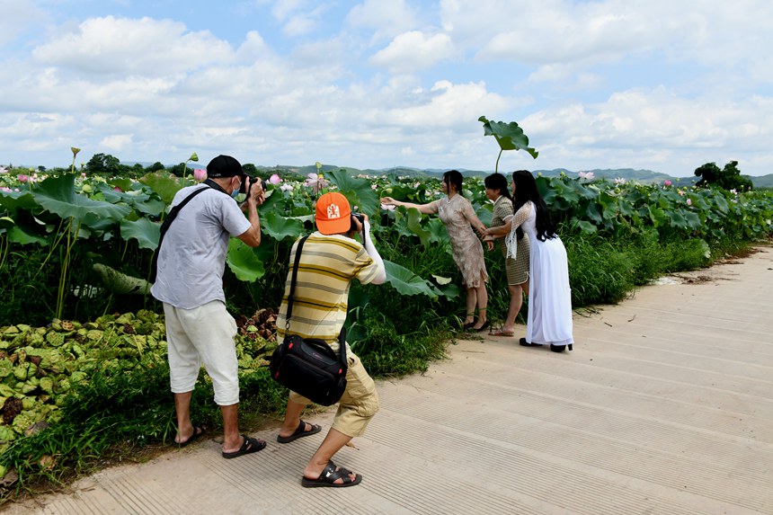 6月25日，宁明县摄影协会摄影师正在海渊镇蔗园村千亩荷塘开展摄影采风创作活动