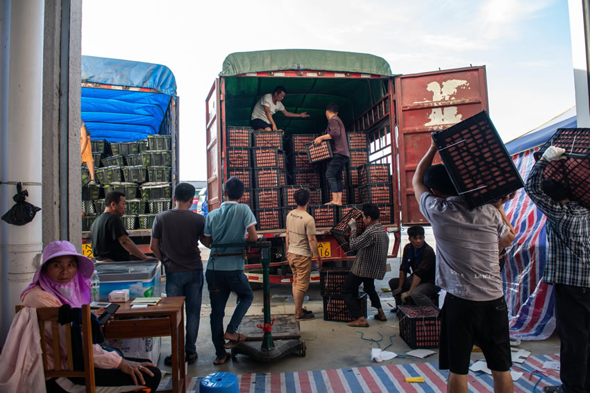 在田東芒果交易市場，人們正在忙碌地裝車准備外運。