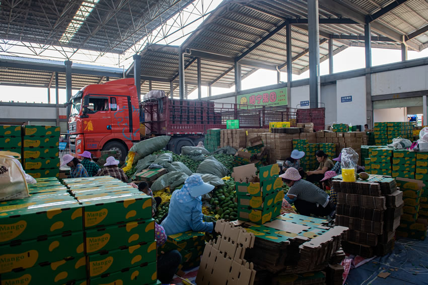 在田東芒果交易市場，人們正在忙碌地包裝芒果。
